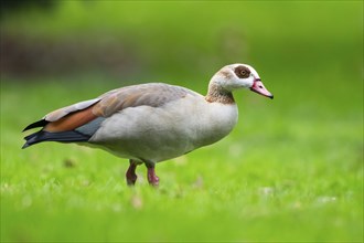 Egyptian goose (Alopochen aegyptiaca), walking on a meadow, Bavaria, Germany Europe