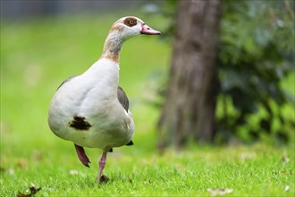 Egyptian goose (Alopochen aegyptiaca), walking on a meadow, Bavaria, Germany Europe