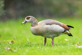 Egyptian goose (Alopochen aegyptiaca), walking on a meadow, Bavaria, Germany Europe