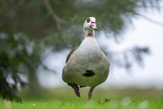 Egyptian goose (Alopochen aegyptiaca), walking on a meadow, Bavaria, Germany Europe