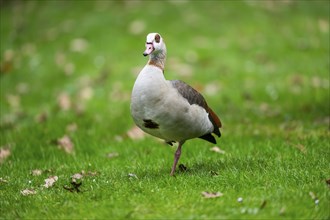 Egyptian goose (Alopochen aegyptiaca), walking on a meadow, Bavaria, Germany Europe