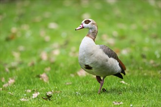 Egyptian goose (Alopochen aegyptiaca), walking on a meadow, Bavaria, Germany Europe