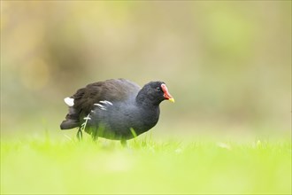 Common moorhen (Gallinula chloropus) walking on the ground, Bavaria, Germany, Europe