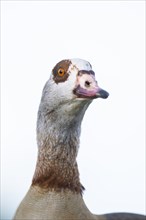 Egyptian goose (Alopochen aegyptiaca), portrait, Bavaria, Germany Europe