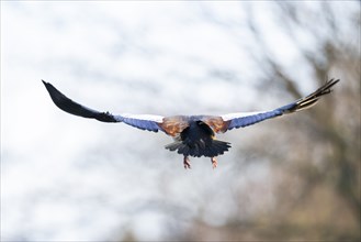 Egyptian goose (Alopochen aegyptiaca), flying, Bavaria, Germany Europe