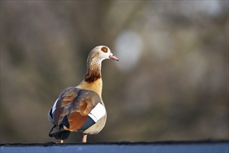 Egyptian goose (Alopochen aegyptiaca), standing, Bavaria, Germany Europe