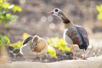 Egyptian goose (Alopochen aegyptiaca), standing on the ground, Bavaria, Germany Europe