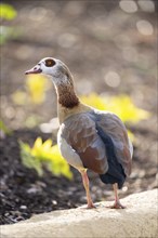 Egyptian goose (Alopochen aegyptiaca), standing on the ground, Bavaria, Germany Europe