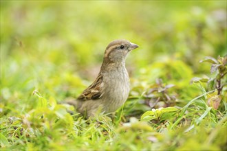 House sparrow (Passer domesticus) on a meadow, Bavaria, Germany, Europe