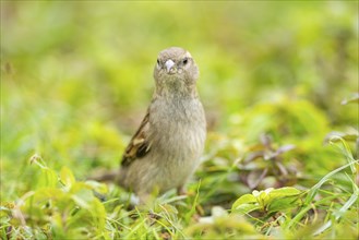 House sparrow (Passer domesticus) on a meadow, Bavaria, Germany, Europe