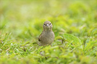 House sparrow (Passer domesticus) on a meadow, Bavaria, Germany, Europe