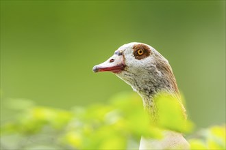 Egyptian goose (Alopochen aegyptiaca), portrait, Bavaria, Germany Europe