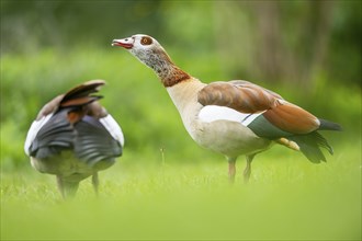 Egyptian goose (Alopochen aegyptiaca), standing on a meadow, Bavaria, Germany Europe