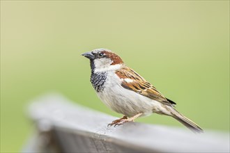 House sparrow (Passer domesticus) on a wood, Bavaria, Germany, Europe