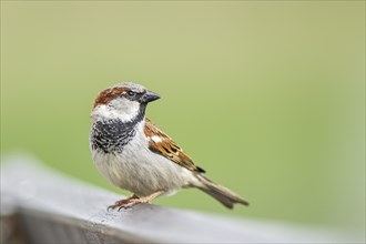 House sparrow (Passer domesticus) on a wood, Bavaria, Germany, Europe