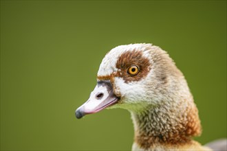 Egyptian goose (Alopochen aegyptiaca), portrait, Bavaria, Germany Europe on a meadow, Bavaria,