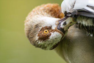 Egyptian goose (Alopochen aegyptiaca), portrait, Bavaria, Germany Europe on a meadow, Bavaria,