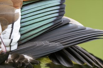 Egyptian goose (Alopochen aegyptiaca), detail, feathers, Bavaria, Germany, Europe