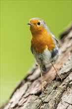 European robin (Erithacus rubecula) sitting on a wood, Bavaria, Germany, Europe