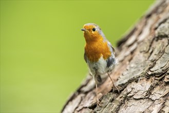 European robin (Erithacus rubecula) sitting on a wood, Bavaria, Germany, Europe