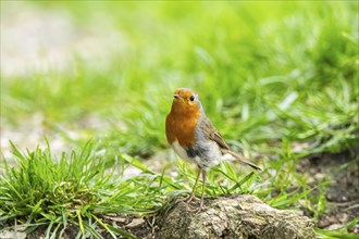 European robin (Erithacus rubecula) sitting on a rock, Bavaria, Germany, Europe