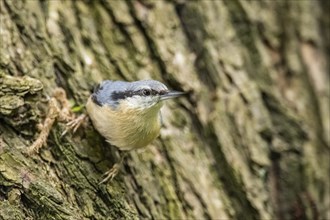 Eurasian nuthatch (Sitta europaea) on a tree, Bavaria, Gernany