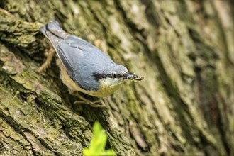 Eurasian nuthatch (Sitta europaea) on a tree, Bavaria, Gernany