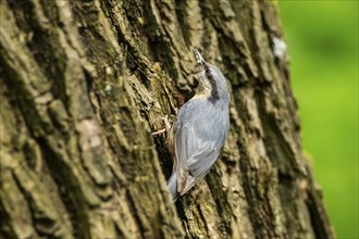 Eurasian nuthatch (Sitta europaea) on a tree, Bavaria, Gernany