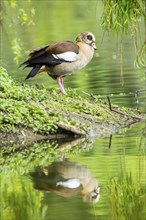 Egyptian goose (Alopochen aegyptiaca), standing on the shore of the water, Bavaria, Germany Europe