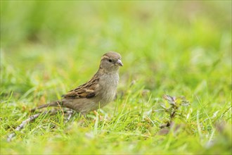 House sparrow (Passer domesticus) on a meadow, Bavaria, Germany, Europe