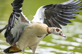 Egyptian goose (Alopochen aegyptiaca), flying, Bavaria, Germany Europe, Bavaria, Germany Europe