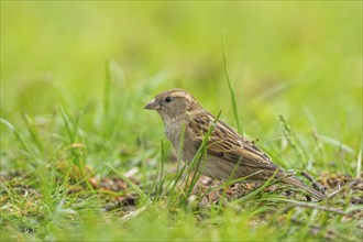 House sparrow (Passer domesticus) on a meadow, Bavaria, Germany, Europe