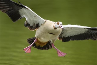 Egyptian goose (Alopochen aegyptiaca), flying, Bavaria, Germany Europe, Bavaria, Germany Europe