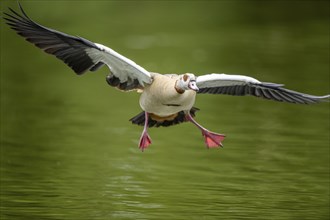 Egyptian goose (Alopochen aegyptiaca), flying, Bavaria, Germany Europe, Bavaria, Germany Europe