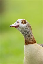 Egyptian goose (Alopochen aegyptiaca), portrait, Bavaria, Germany Europe