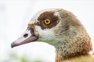 Egyptian goose (Alopochen aegyptiaca), portrait, Bavaria, Germany Europe