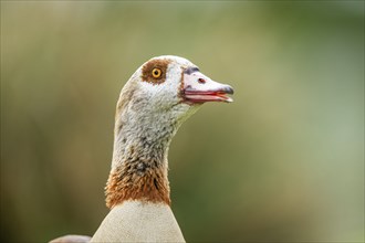 Egyptian goose (Alopochen aegyptiaca), portrait, Bavaria, Germany Europe