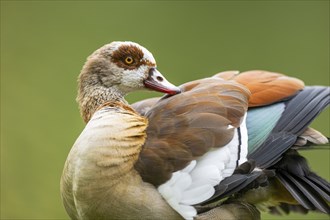 Egyptian goose (Alopochen aegyptiaca), portrait, Bavaria, Germany Europe on a meadow, Bavaria,