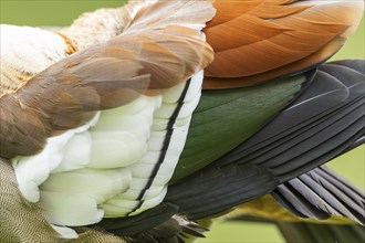 Egyptian goose (Alopochen aegyptiaca), detail, feathers, Bavaria, Germany, Europe