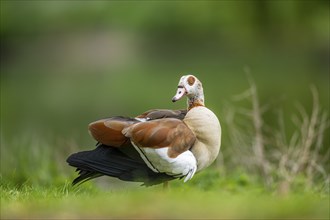 Egyptian goose (Alopochen aegyptiaca), standing, Bavaria, Germany Europe on a meadow, Bavaria,