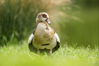 Egyptian goose (Alopochen aegyptiaca), standing on a meadow, Bavaria, Germany Europe