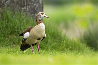 Egyptian goose (Alopochen aegyptiaca), standing on a meadow, Bavaria, Germany Europe