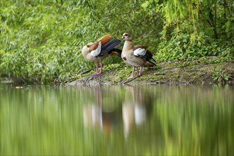 Egyptian goose (Alopochen aegyptiaca), standing on the edge of the water, Bavaria, Germany Europe