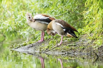 Egyptian goose (Alopochen aegyptiaca), standing on the edge of the water, Bavaria, Germany Europe