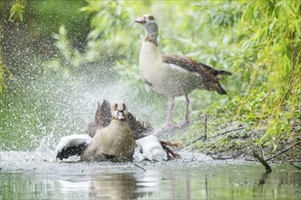 Egyptian goose (Alopochen aegyptiaca), washing its wings in the water, Bavaria, Germany Europe