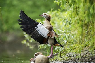 Egyptian goose (Alopochen aegyptiaca), shaking its wings, Bavaria, Germany Europe