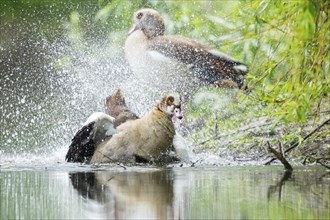 Egyptian goose (Alopochen aegyptiaca), washing its wings in the water, Bavaria, Germany Europe