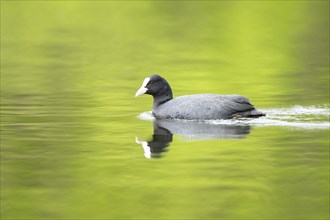 Eurasian coot (Fulica atra) swimming in a lake, Bavaria, Germany, Europe