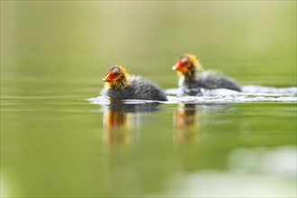 Eurasian coot (Fulica atra) chicks swimming in a lake, Bavaria, Germany, Europe