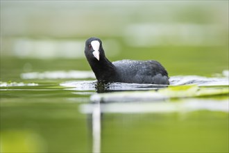 Eurasian coot (Fulica atra) swimming in a lake, Bavaria, Germany, Europe